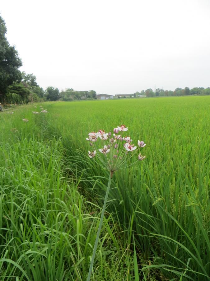 来里斯农家乐 巴斯基里奥 外观 照片
